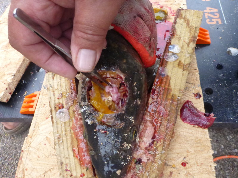 Removing the pituitary.