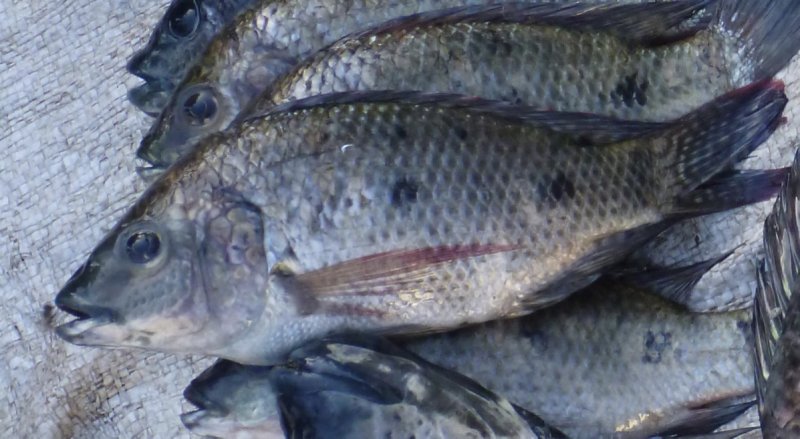 3-Spot Tilapia (Oreochromis andersonii)