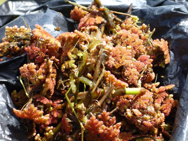 Closeup of the Azolla from the IIP ponds