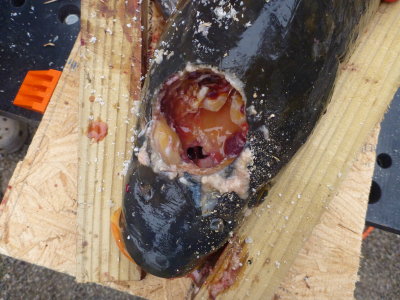 Drilled fish with brain plug removed.