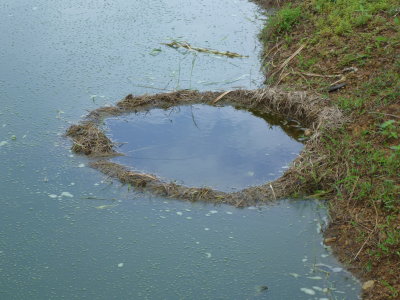 African boneytongue (Heterotis niloticus) nest