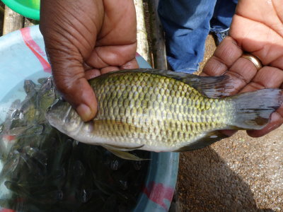 Wild tilapia (Zilli?)