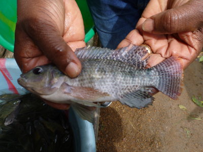 Nile tilapia