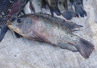 Nile Tilapia (Oreochromis niltoticus) in the Chibuto fish market