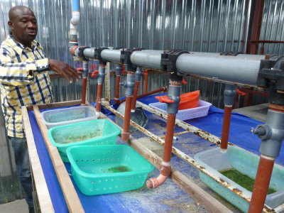 Tilapia egg incubators at IIP hatchery