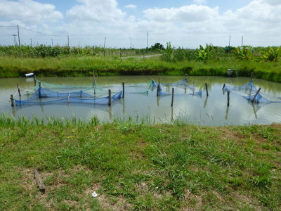 Research hapas in an earthen pond at IIP