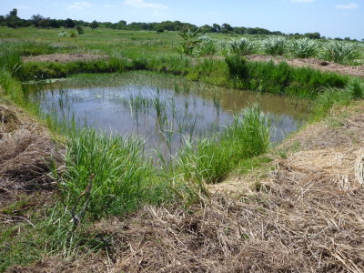 Mozambique - Aquatic pond at Zuza with weeds