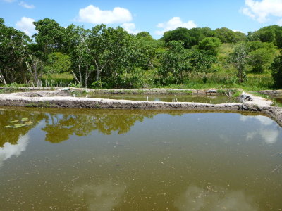SDAE Chibuto ponds