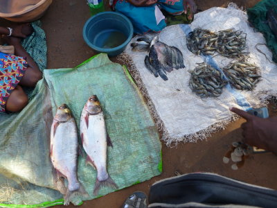 Silver carp (Hypohthalmichthys molitrix) and shrimp Chibuto fish market