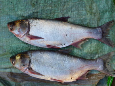 Siver Carp (Hypohthalmichthys molitrix) in Chibuto fish market.