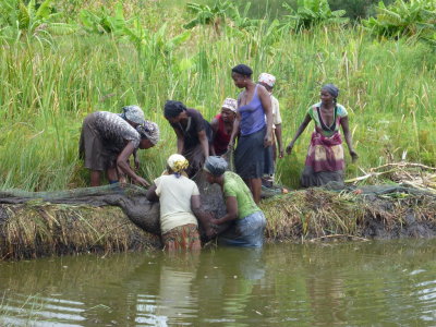 Women seining undrainable pond, one of second set of SDAE ponds near Chibuto.