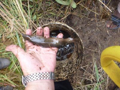 Small Clarias catfish from seined SDAE Chibuto pond