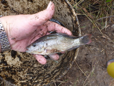 Mozambique tilapia from second set of SDAE Chibuto ponds