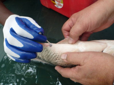 Painting the genital area of the tilapia with ink to determine sex.