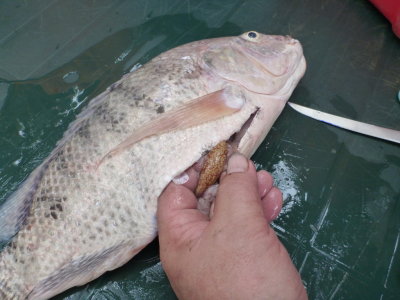 Ground truthing sex of tilapia (female in this case) while practicing hand-sexing