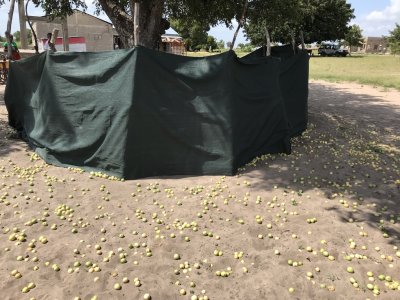 Marula fruit