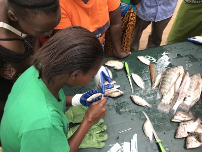 Hand-sexing tilapia using ink to outline genital papillae and pores
