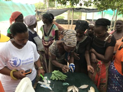 Mozambique - Albina from WFP observing women hand-sexing tilapia