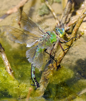 Cromhall Wildlife with Fuji 55-200mm!