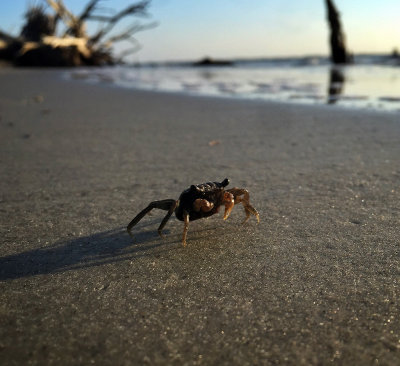 Crab walk