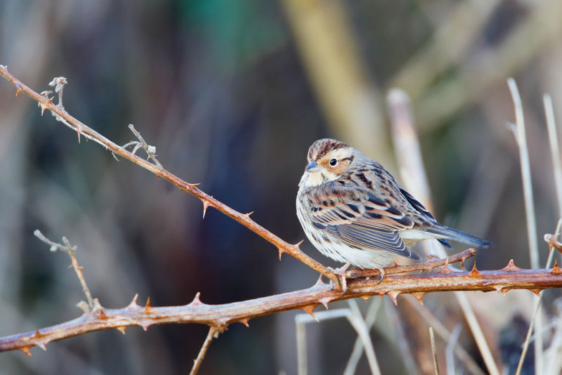 Little Bunting