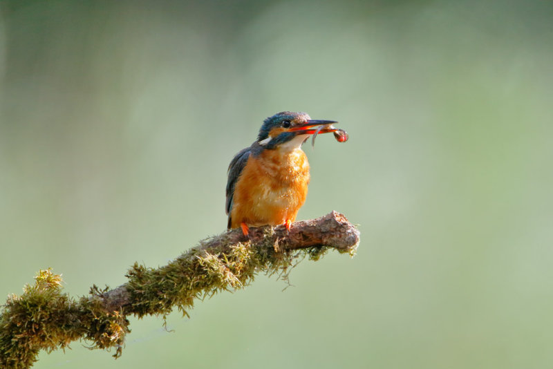 Common Kingfisher