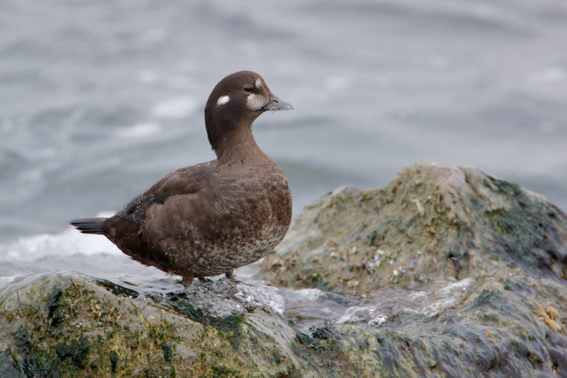 Harlequin Duck