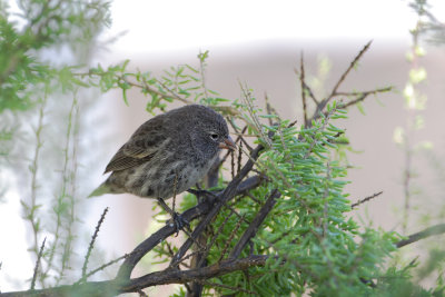 Small-Ground Finch