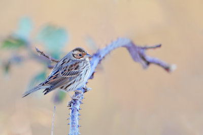 Little Bunting