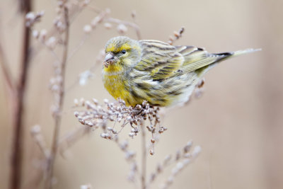 European Serin