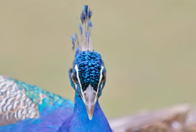 Peacock