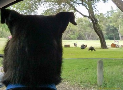 Norman and turkeys, River Bend Park