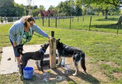 Donna and Norman (and Boy the shepherd) at the watering hole, Hegan Dog Park