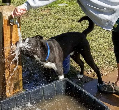 Biting water, at the watering hole, Hegan Dog Park