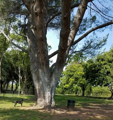SQUIRREL!- Hegan Dog Park