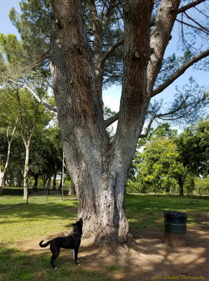 SQUIRREL!- Hegan Dog Park