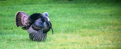 Resident turkey, River Bend Park