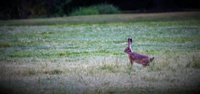Resident jackrabbit, River Bend Park