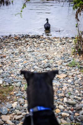Norman likes the duck, River Bend Park