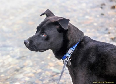 Norman strikes a pose, River Bend Park