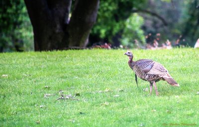 Resident turkey, River Bend Park