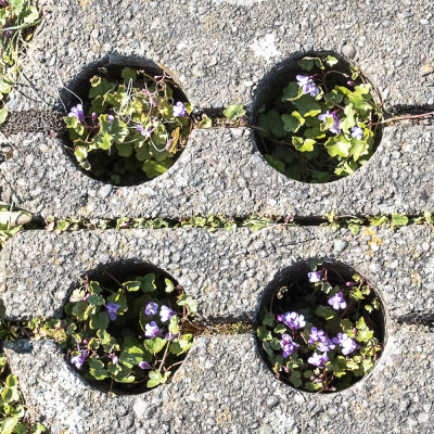 Flowers in the walkway