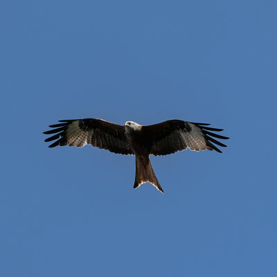 Red Kite over our garden.