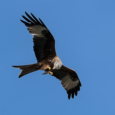 Red Kite with catch.-  In Flight Meal
