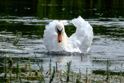 Swan on the River Test in Hampshire