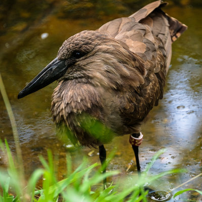 Thanks to Carl Carbone for identifying this as a Hamerkop
