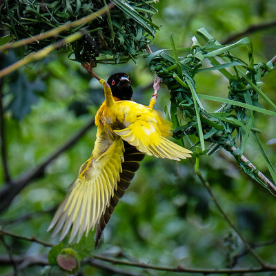 Weaver bird building nest