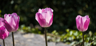 Tulips at Rosemoor