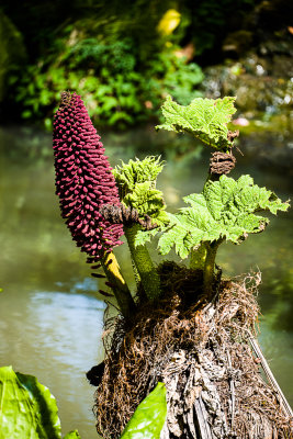 RHS Rosemoor