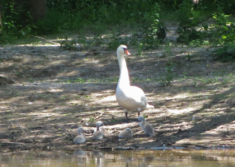 Swan and babies 0168